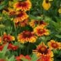 Gaillardia Mesa Bright Bicolor