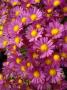Garden Mum Amphion Purple Daisy