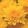 garden mum yellow tang decorative 