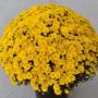 Garden Mum Zinger Yellow Decorative 