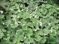 Glechoma Hederacea Creeping Charlie Variegata