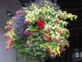 Shade Hanging Basket Blue Moon 2011-2