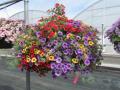 Calibrachoa Mix 