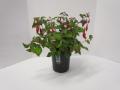 Hardy Fuchsia Beacon