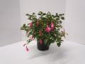 Hardy Fuchsia Beacon Rose