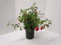 Hardy Fuchsia Double Otto