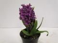 Hyacinth Purple Sensation