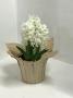 Hyacinth White Pearl