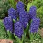 Hyacinth Blue Pearl