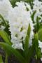 Hyacinth Polar Giant White 