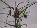 Fritillaria Meleagris