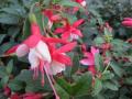 Hardy Fuchsia Alice Hoffman