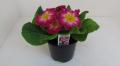 Primrose Hethor Giant Rose Flame