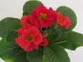 Primrose Primlet Scarlet Red Shades