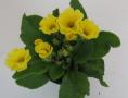 Primrose Primlet Golden Shades