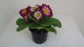 Primrose Hethor Giant Lilac Flame