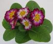 Primrose Hethor Giant Lilac Flame