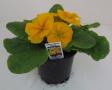 Primrose Danova Orange Yellow