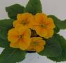 Primrose Danova Orange Yellow