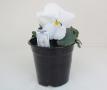 Pansy Spring Matrix White