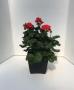 Zonal Geranium Deco