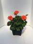 Zonal Geranium Deco