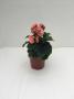 Begonia Rhine Borias Pink