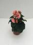 Begonia Rhine Borias Pink