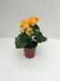 Begonia Rhine Nadine Yellow