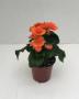 Begonia Rhine Brigitte Apricot