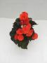 Begonia Rhine Oh So Orange