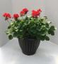 Zonal Geranium Deck Planter