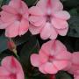 Impatiens Sunpatiens Compact Blush Pink