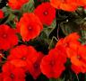 Impatiens Sunpatiens Compact Electric Orange