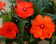 Impatiens Sunpatiens Compact Electric Orange