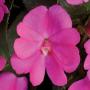 Impatiens Sunpatiens Compact Lilac