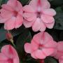 Impatiens Sunpatiens Compact Blush Pink 