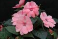 Impatiens Sunpatiens Compact Blush Pink 