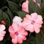 Impatiens Sunpatiens Compact Blush Pink 