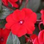 Impatiens Sunpatiens Compact Red