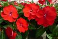 Impatiens Sunpatiens Compact Red