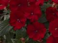 Impatiens Sunpatiens Compact Red