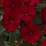 Impatiens Sunpatiens Compact Red