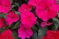 Impatiens Sunpatiens Compact Royal Magenta