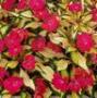 Impatiens Sunpatiens Compact Tropical Rose