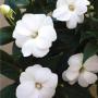 Impatiens Sunpatiens Compact White