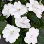 Impatiens Sunpatiens Compact White