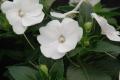 Impatiens Sunpatiens Compact White