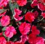 Impatiens Sunpatiens Deep Rose