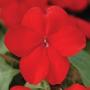 Impatiens Super Elfin XP Red